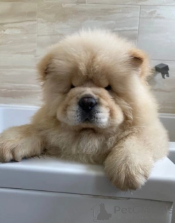 Foto №1. chow-chow - zum Verkauf in der Stadt Clermont | 339€ | Ankündigung № 174017