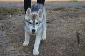 Foto №1. siberian husky - zum Verkauf in der Stadt Perm | 171€ | Ankündigung № 3649