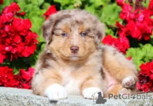Foto №1. australian shepherd - zum Verkauf in der Stadt Marseille | 700€ | Ankündigung № 164312