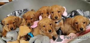 Foto №1. labrador retriever - zum Verkauf in der Stadt Brüssel | 450€ | Ankündigung № 47680