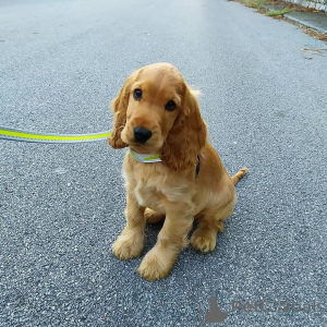 Foto №2 zu Ankündigung № 168266 zu verkaufen english cocker spaniel - einkaufen Schweden quotient 	ankündigung, züchter