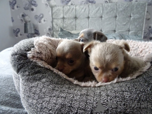 Foto №4. Ich werde verkaufen chihuahua in der Stadt Karlskrona. quotient 	ankündigung, züchter - preis - 650€