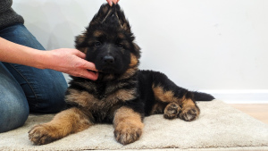 Foto №2 zu Ankündigung № 5096 zu verkaufen deutscher schäferhund - einkaufen Ukraine vom kindergarten