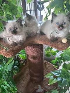 Foto №1. ragdoll-katze - zum Verkauf in der Stadt Helsinki | 500€ | Ankündigung № 170866