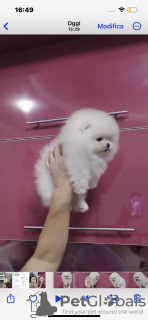 Foto №3. Junge Mini. Italien