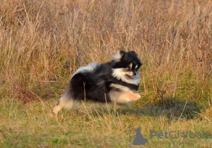 Foto №2 zu Ankündigung № 79837 zu verkaufen pommersche spitz - einkaufen USA quotient 	ankündigung, vom kindergarten, züchter