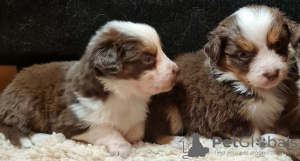 Foto №1. australian shepherd - zum Verkauf in der Stadt Oulu | 250€ | Ankündigung № 93055