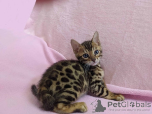 Foto №1. bengal katzenrasse - zum Verkauf in der Stadt Portland | 615€ | Ankündigung № 65844