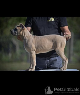 Foto №3. Cane Corso welpen. Serbien