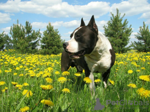 Zusätzliche Fotos: Amerikanischer Staffordshire Terrier