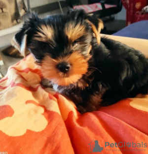 Foto №4. Ich werde verkaufen yorkshire terrier in der Stadt Berlin. quotient 	ankündigung - preis - 284€