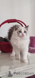 Foto №2 zu Ankündigung № 106817 zu verkaufen ragdoll-katze - einkaufen Türkei züchter