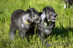 Foto №1. bedlington terrier - zum Verkauf in der Stadt Луховицы | 986€ | Ankündigung № 106821