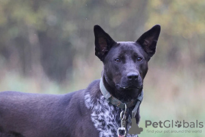 Foto №2 zu Ankündigung № 102494 zu verkaufen mischlingshund - einkaufen Russische Föderation quotient 	ankündigung