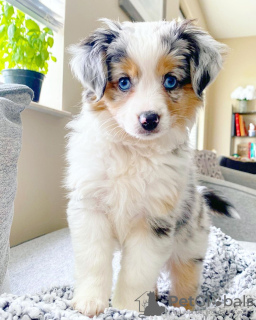 Foto №2 zu Ankündigung № 88791 zu verkaufen australian shepherd - einkaufen Estland quotient 	ankündigung