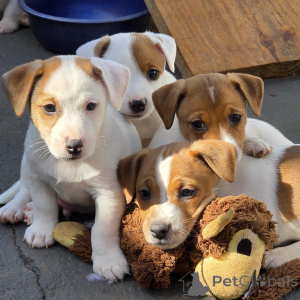 Foto №4. Ich werde verkaufen jack russell terrier in der Stadt Prag. züchter - preis - verhandelt