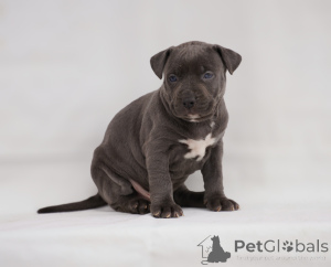 Foto №4. Ich werde verkaufen american pit bull terrier in der Stadt Belgrad.  - preis - verhandelt