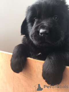 Foto №3. Neufundländer-Welpen. Belgien