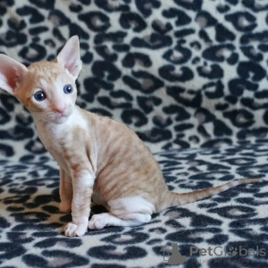 Foto №1. cornish rex - zum Verkauf in der Stadt Helsinki | 400€ | Ankündigung № 114215