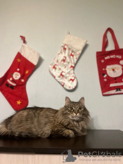 Foto №4. Ich werde verkaufen  in der Stadt Москва. quotient 	ankündigung - preis - Frei