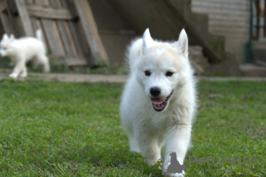 Foto №2 zu Ankündigung № 119255 zu verkaufen siberian husky - einkaufen Serbien 