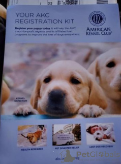 Foto №2 zu Ankündigung № 128364 zu verkaufen golden retriever - einkaufen Finnland züchter