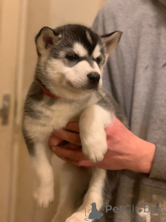 Foto №3. Siberian Husky-Welpen. Dänemark