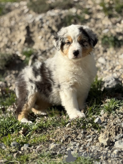 Foto №4. Ich werde verkaufen australian shepherd in der Stadt Brüssel. quotient 	ankündigung, züchter - preis - verhandelt