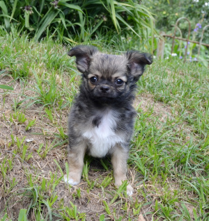 Zusätzliche Fotos: Chihuahua - langhaariger hübscher Junge