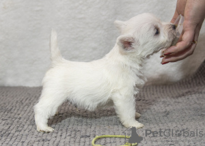 Foto №3. Kennel bietet West Highland White Terrier-Welpen an. Moldawien