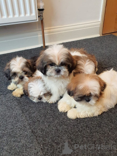 Foto №3. Entzückende männliche und weibliche Shih Tzu-Welpen. Frankreich