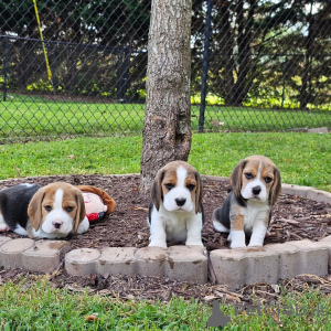 Foto №1. beagle - zum Verkauf in der Stadt Bielefeld | 360€ | Ankündigung № 124722