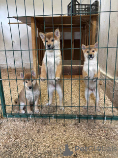 Foto №1. shiba - zum Verkauf in der Stadt Zenjanin | verhandelt | Ankündigung № 155100