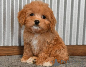 Foto №2 zu Ankündigung № 128854 zu verkaufen  - einkaufen Schweiz 