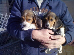 Foto №1. beagle - zum Verkauf in der Stadt Aarbergen | 450€ | Ankündigung № 169413