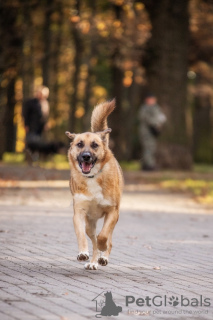 Foto №4. Ich werde verkaufen mischlingshund in der Stadt Москва. quotient 	ankündigung - preis - Frei