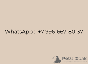 Foto №4. Ich werde verkaufen pommersche spitz in der Stadt Москва. quotient 	ankündigung, züchter - preis - 140€