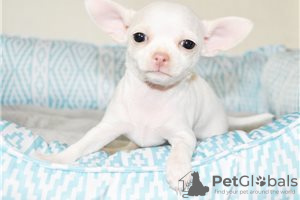 Foto №3. Entzückende Chihuahua-Welpen zur kostenlosen Adoption. Deutschland