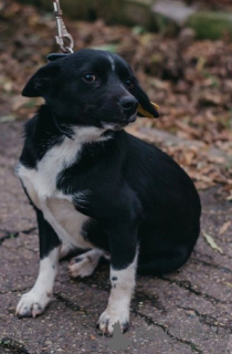 Zusätzliche Fotos: Der kleine Kurzbeiner Toby sucht ein Zuhause! Gewicht 7 kg