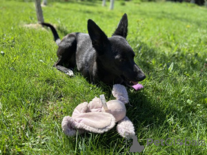 Zusätzliche Fotos: Känguru Chernysh sucht ein Zuhause und die besten Eltern!