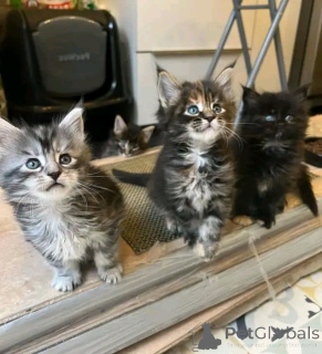 Foto №2 zu Ankündigung № 138850 zu verkaufen maine-coon-katze - einkaufen Deutschland quotient 	ankündigung, züchter