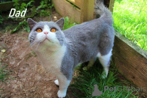 Zusätzliche Fotos: Schöne blau und Colourpoint Blue British Shorthair Kätzchen