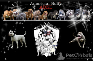 Zusätzliche Fotos: American Bully Welpen zu verkaufen ABKC Lieferung ganz Europa & Asien