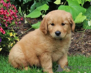 Foto №2 zu Ankündigung № 132174 zu verkaufen  - einkaufen Schweiz 