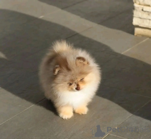 Foto №1. pommersche spitz - zum Verkauf in der Stadt Terneuzen | verhandelt | Ankündigung № 165214