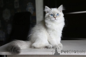 Foto №1. sibirische katze - zum Verkauf in der Stadt Neckertal | 350€ | Ankündigung № 178747