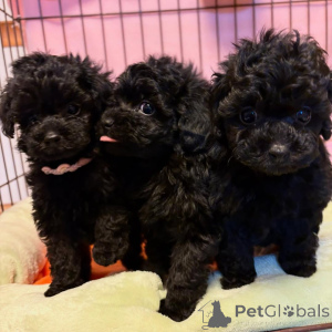 Foto №1. pudel (toy) - zum Verkauf in der Stadt Hannover | verhandelt | Ankündigung № 164340