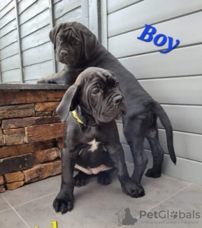 Foto №3. Wunderschöne Cane Corso Welpen zu verkaufen. Deutschland