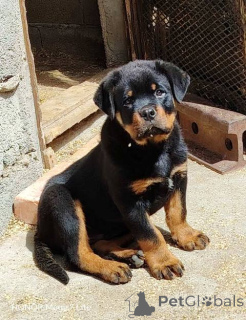 Foto №1. rottweiler - zum Verkauf in der Stadt Belgrad | verhandelt | Ankündigung № 168462