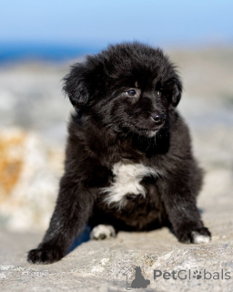 Foto №4. Ich werde verkaufen mischlingshund in der Stadt Moskwa. quotient 	ankündigung - preis - Frei